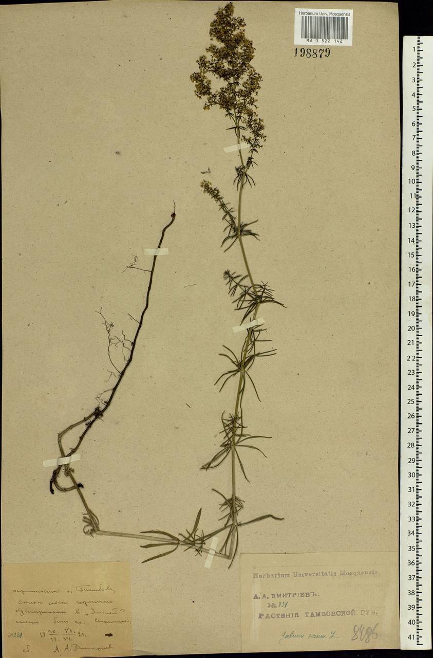 Galium verum L., Eastern Europe, Central forest-and-steppe region (E6) (Russia)