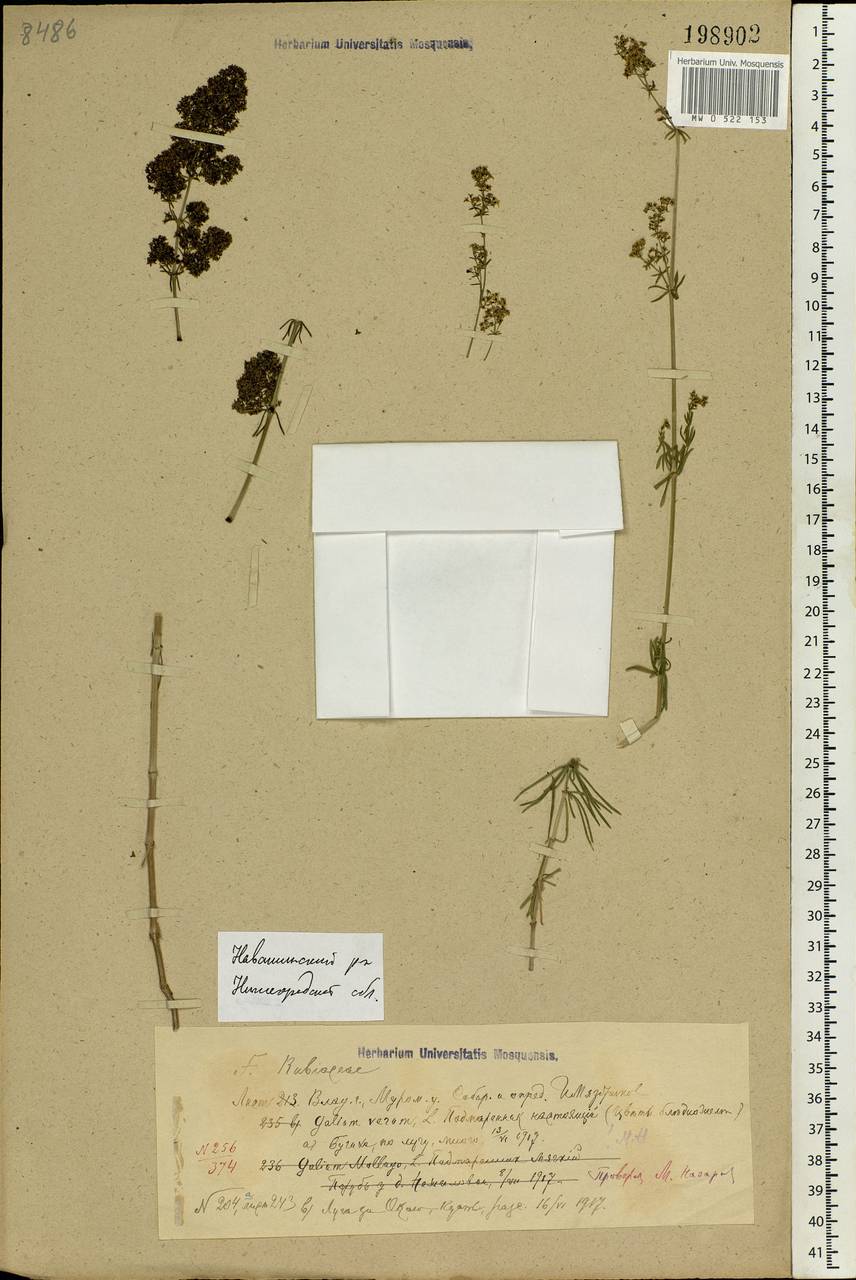 Galium verum L., Eastern Europe, Central region (E4) (Russia)