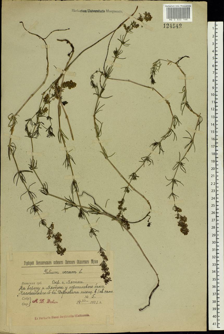 Galium verum L., Eastern Europe, Volga-Kama region (E7) (Russia)
