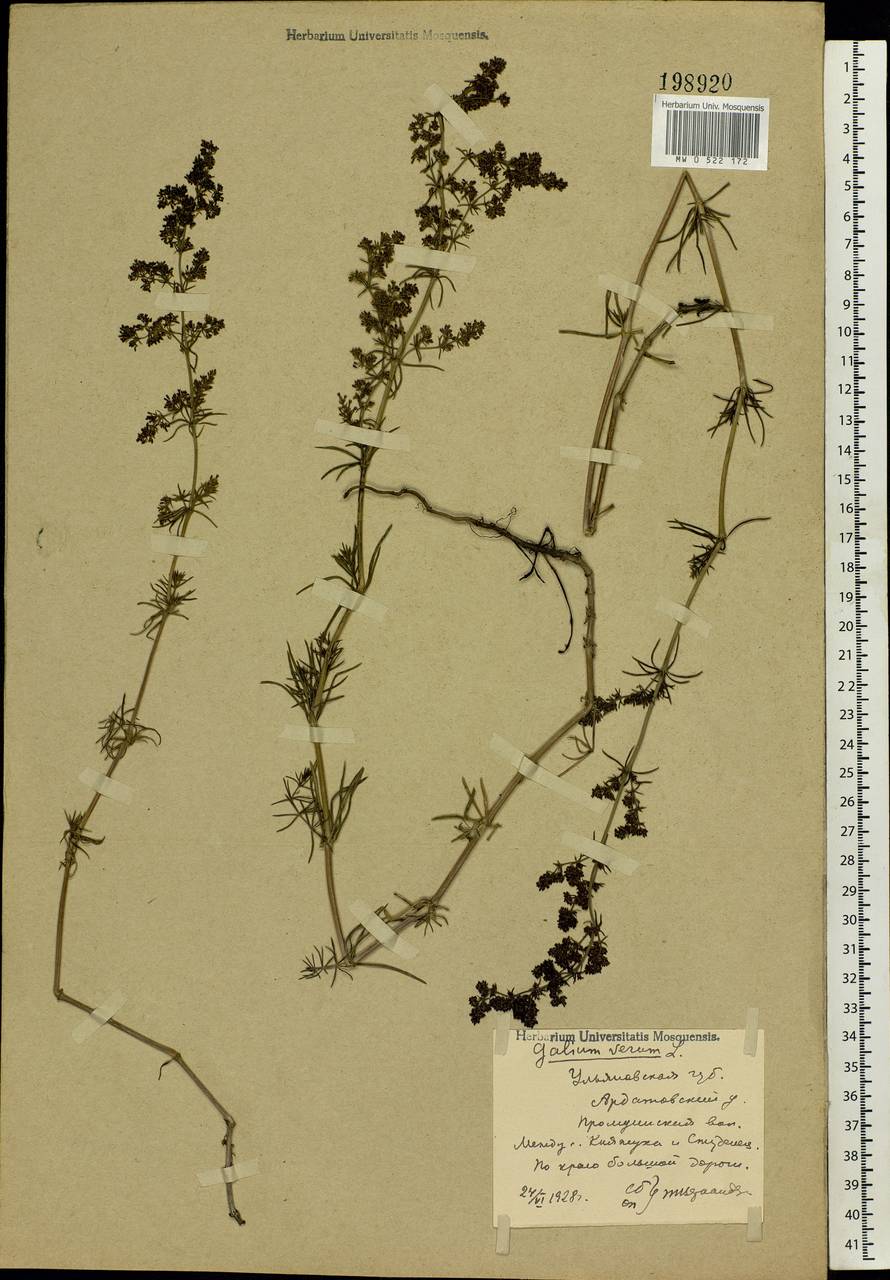 Galium verum L., Eastern Europe, Middle Volga region (E8) (Russia)