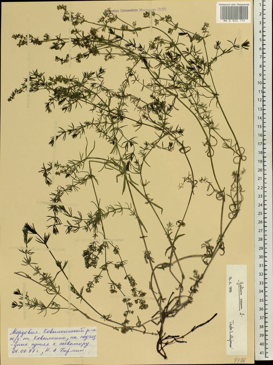 Galium verum L., Eastern Europe, Middle Volga region (E8) (Russia)