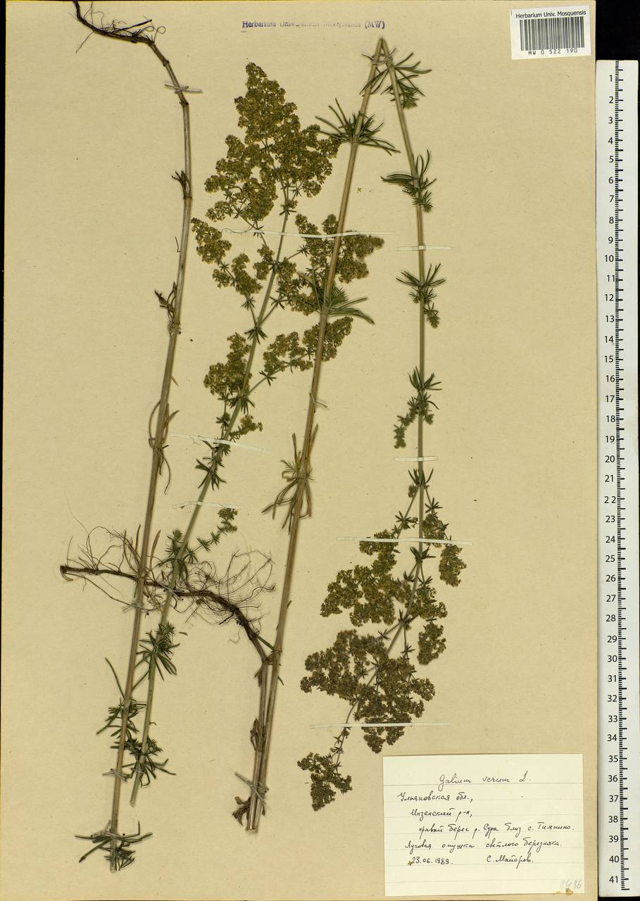 Galium verum L., Eastern Europe, Middle Volga region (E8) (Russia)