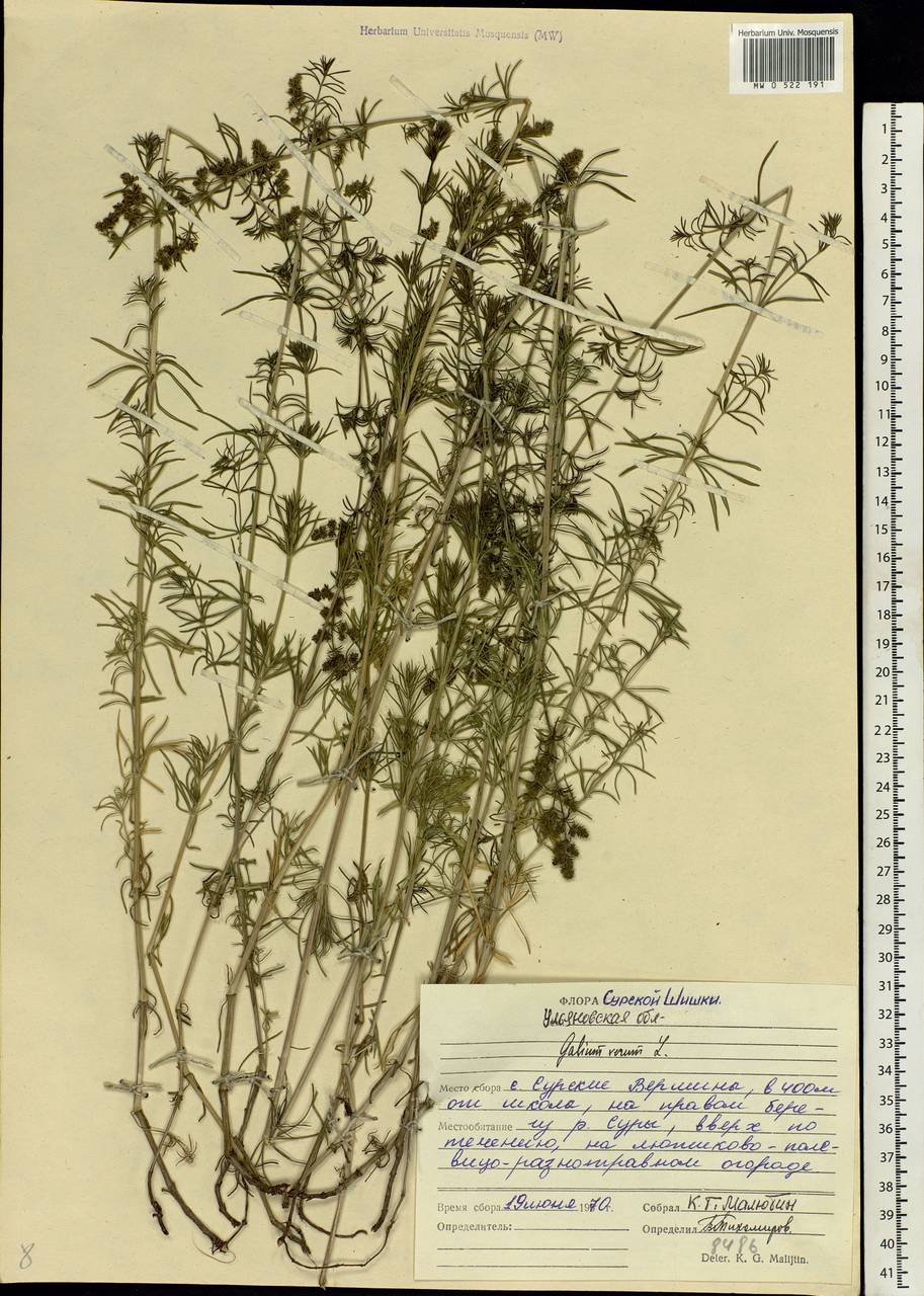 Galium verum L., Eastern Europe, Middle Volga region (E8) (Russia)