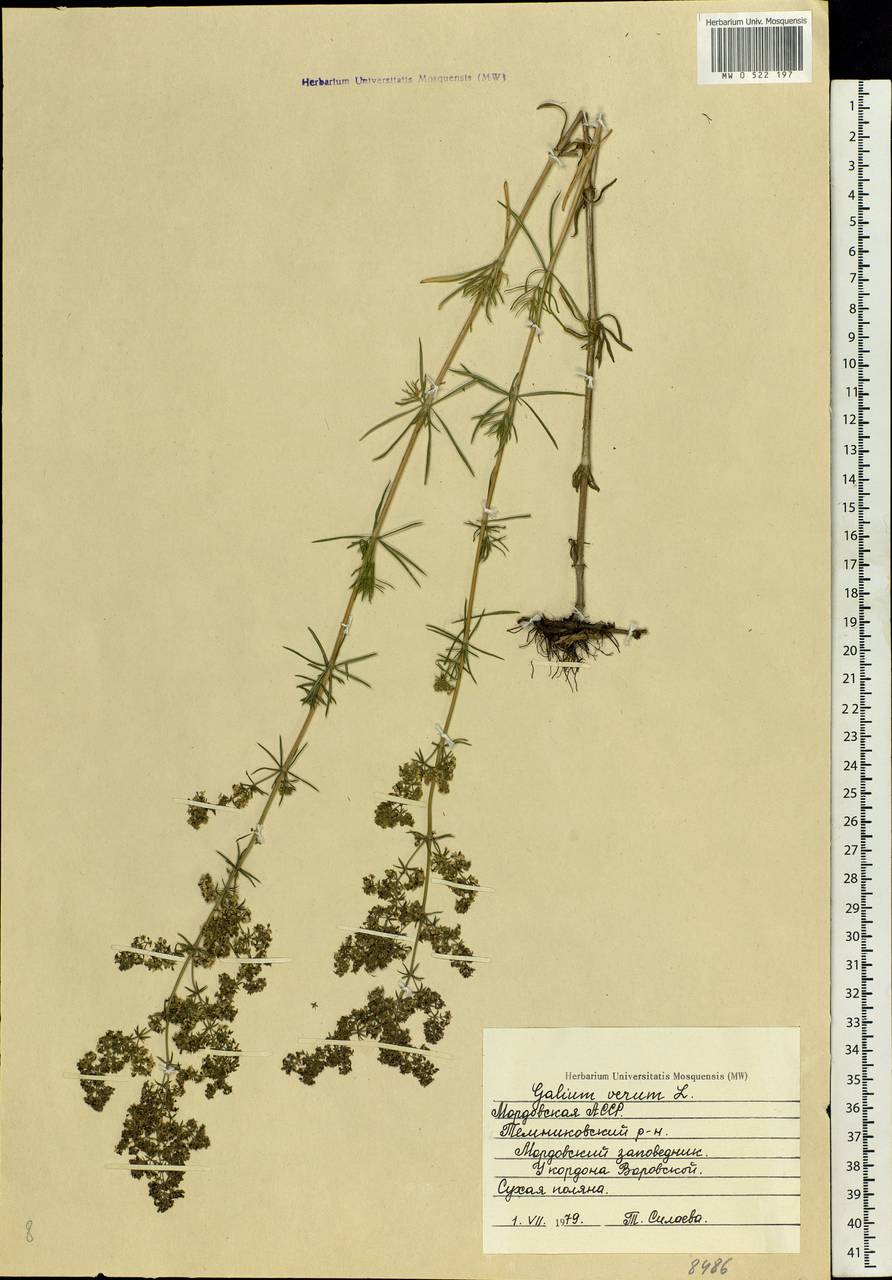 Galium verum L., Eastern Europe, Middle Volga region (E8) (Russia)