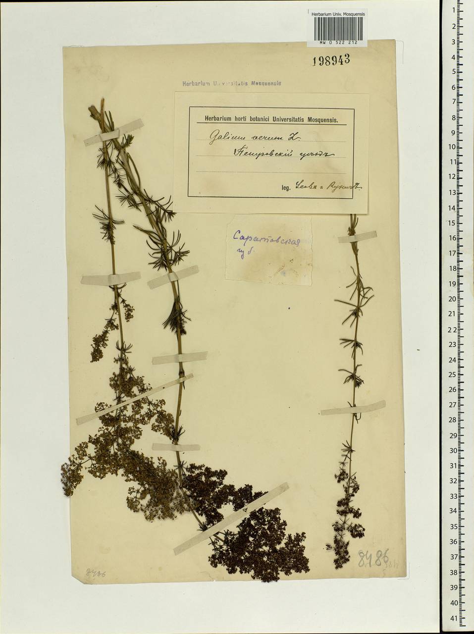 Galium verum L., Eastern Europe, Middle Volga region (E8) (Russia)