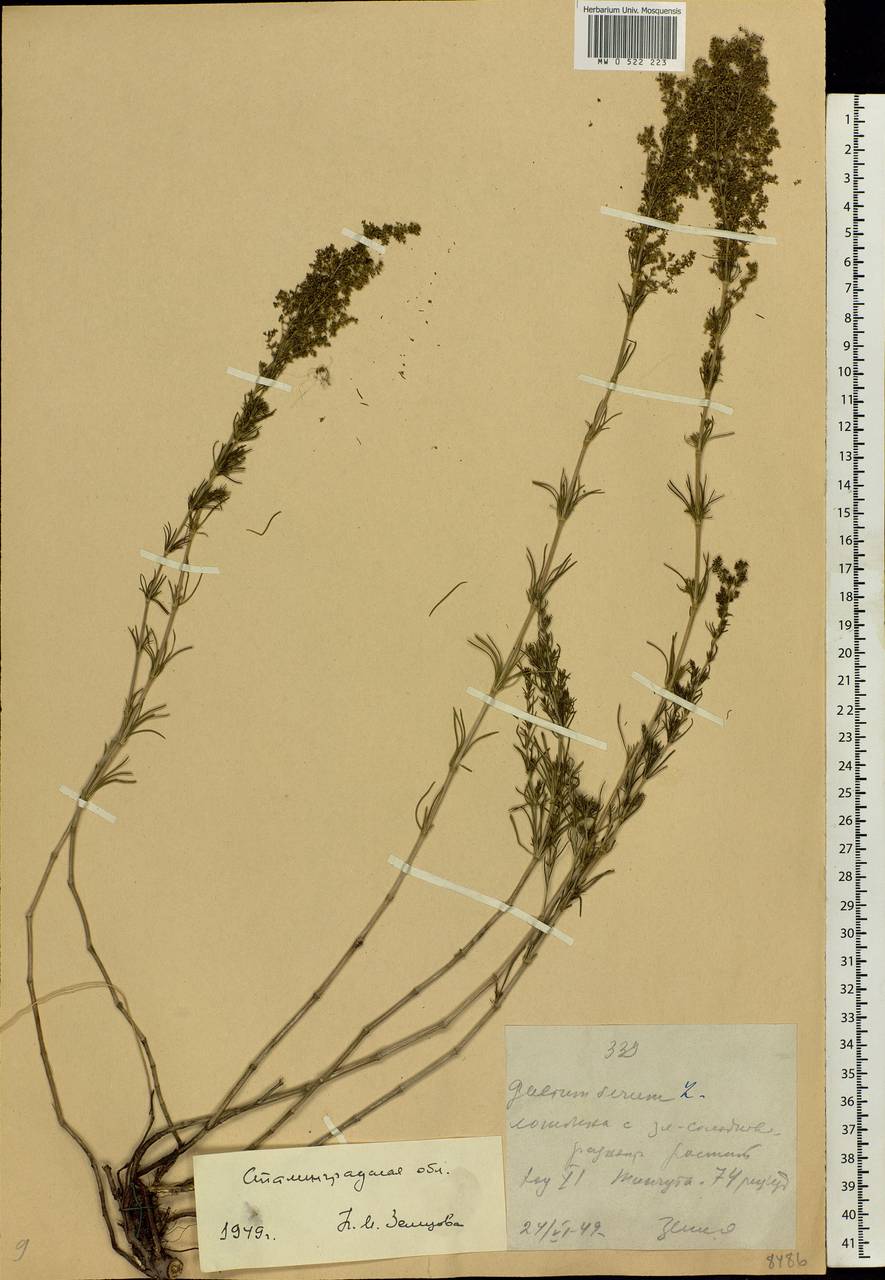 Galium verum L., Eastern Europe, Lower Volga region (E9) (Russia)