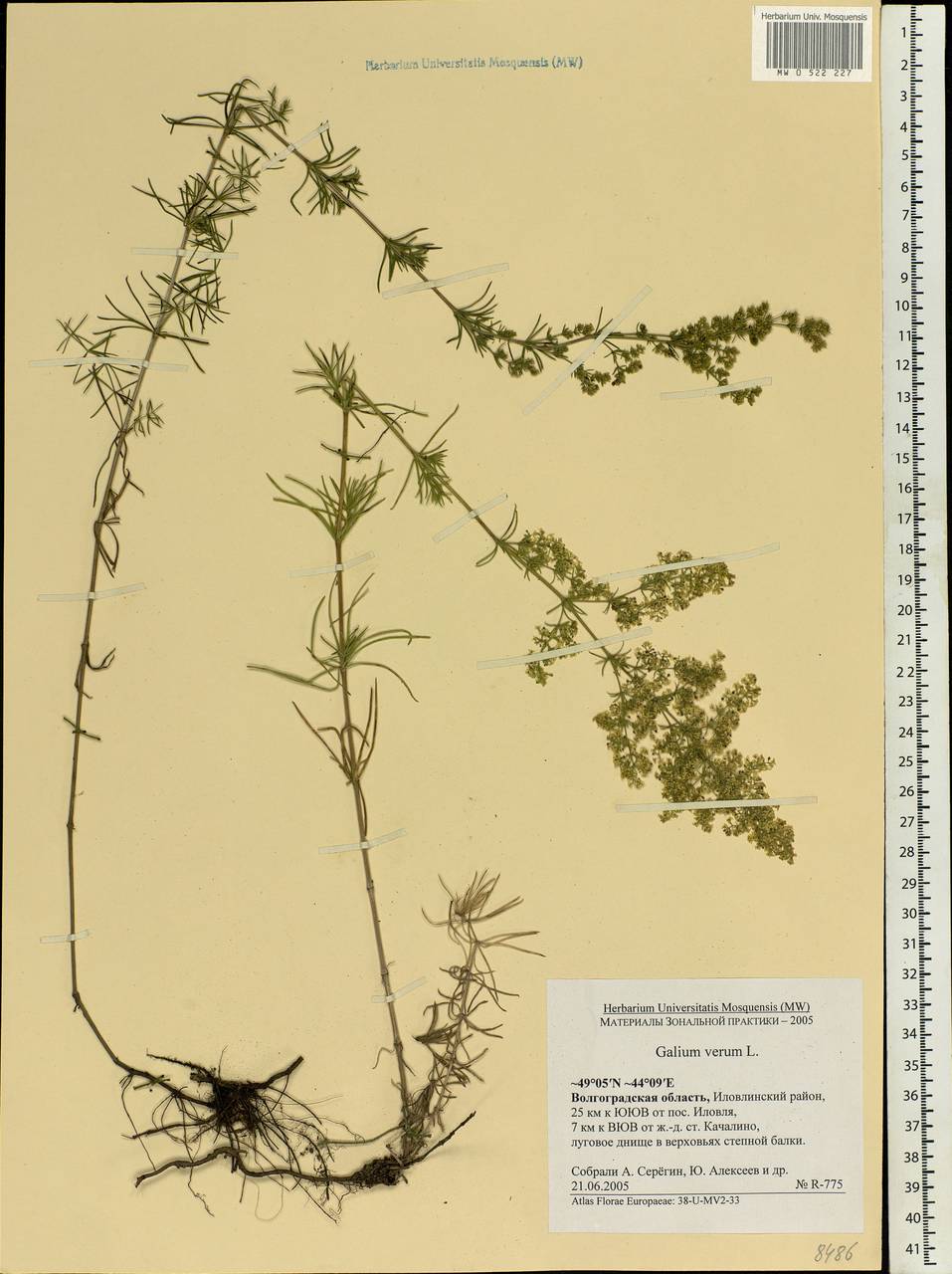 Galium verum L., Eastern Europe, Lower Volga region (E9) (Russia)