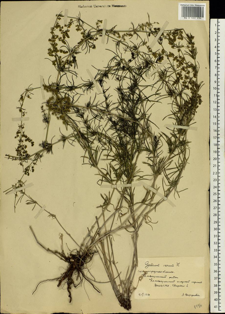 Galium verum L., Eastern Europe, Lower Volga region (E9) (Russia)