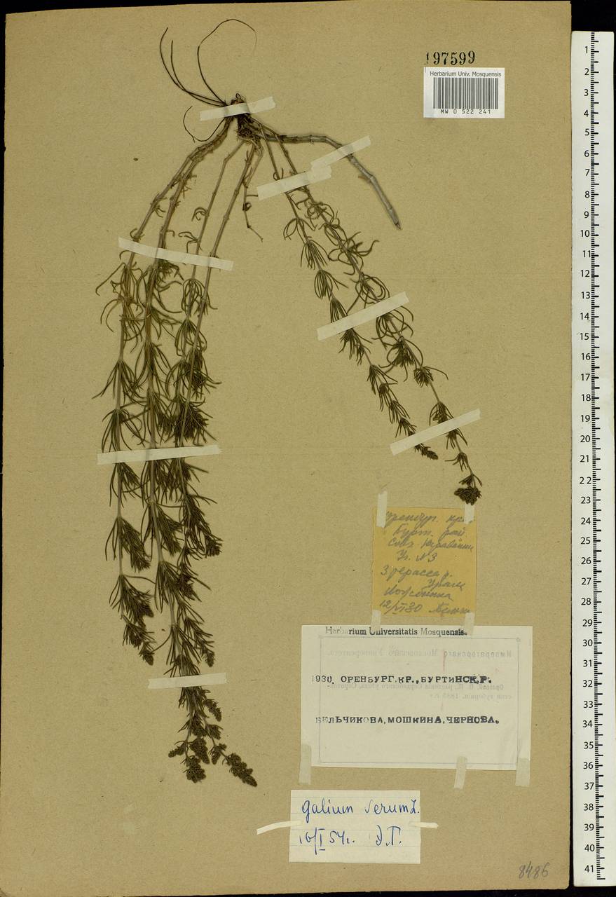 Galium verum L., Eastern Europe, Eastern region (E10) (Russia)