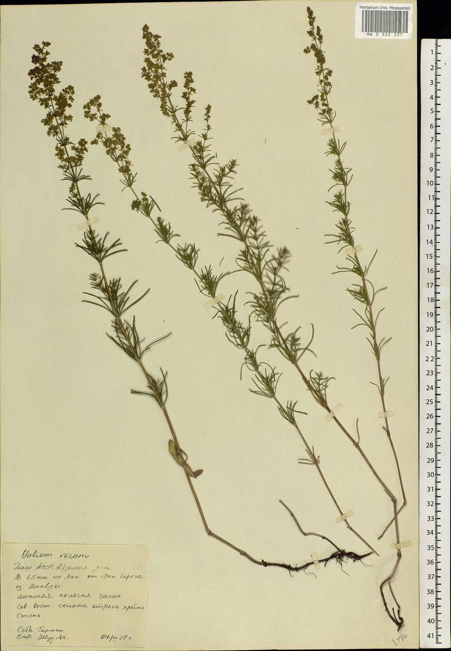 Galium verum L., Eastern Europe, Eastern region (E10) (Russia)