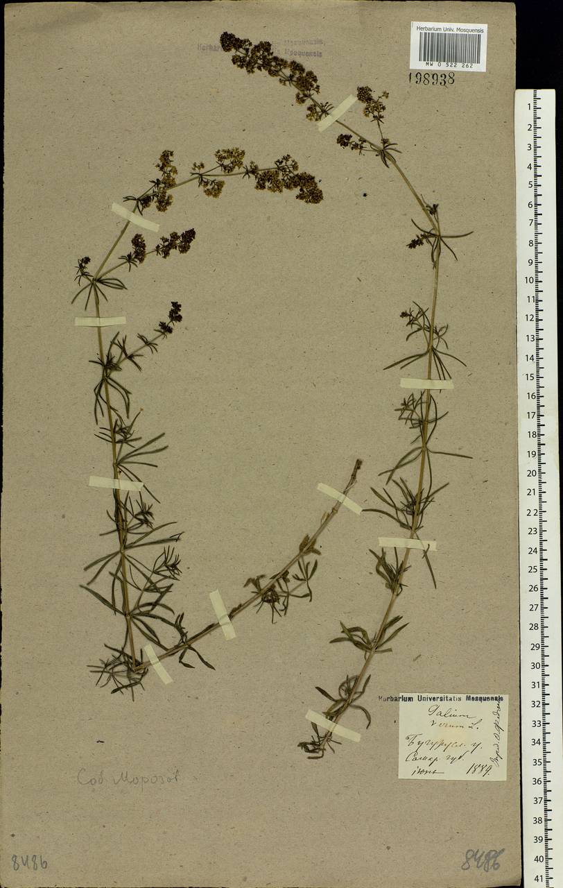 Galium verum L., Eastern Europe, Eastern region (E10) (Russia)