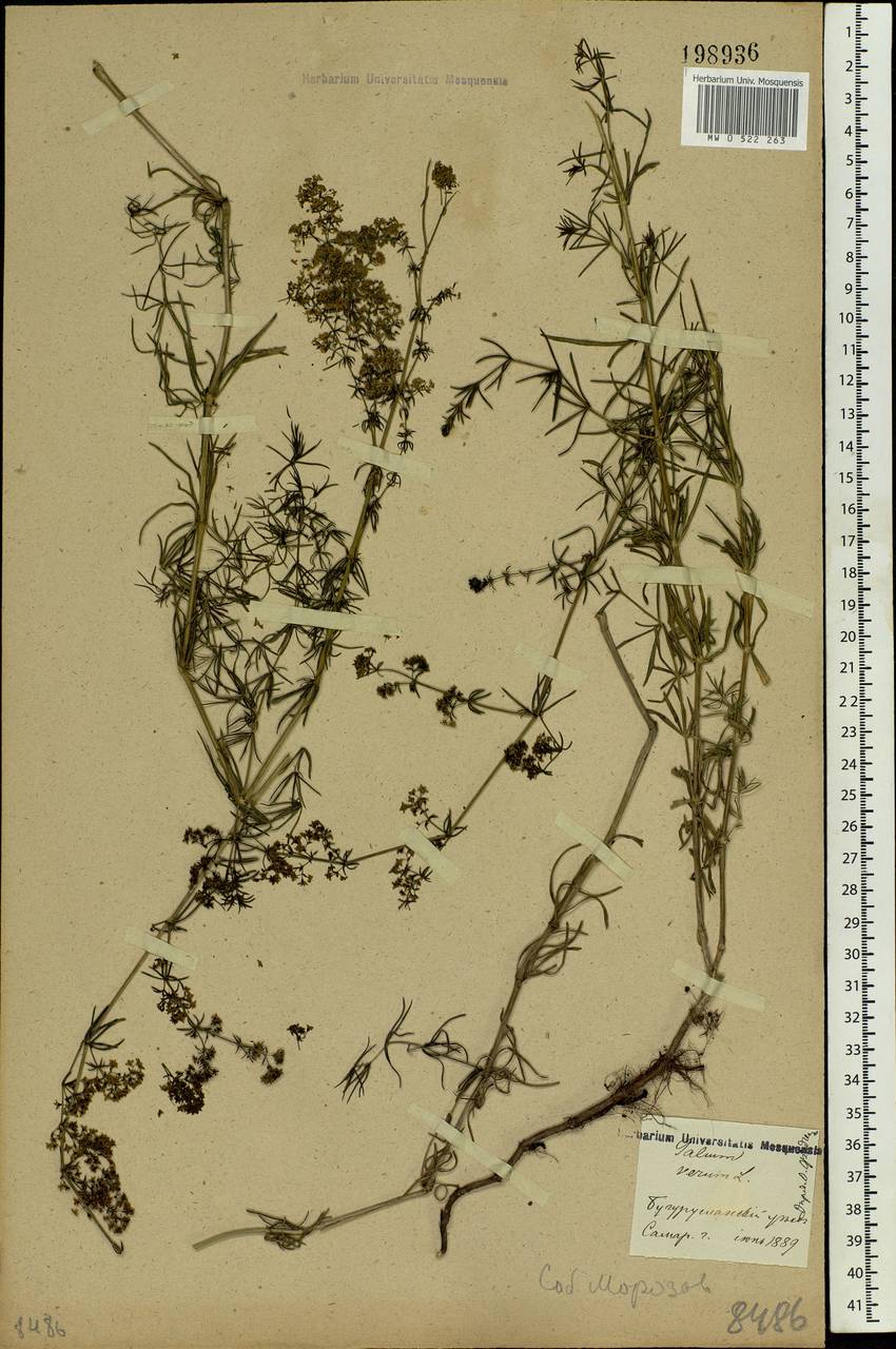 Galium verum L., Eastern Europe, Eastern region (E10) (Russia)
