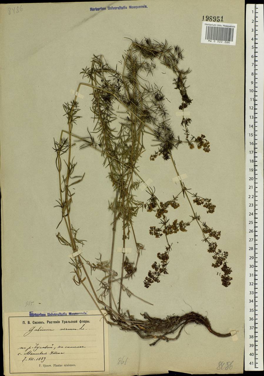 Galium verum L., Eastern Europe, Eastern region (E10) (Russia)