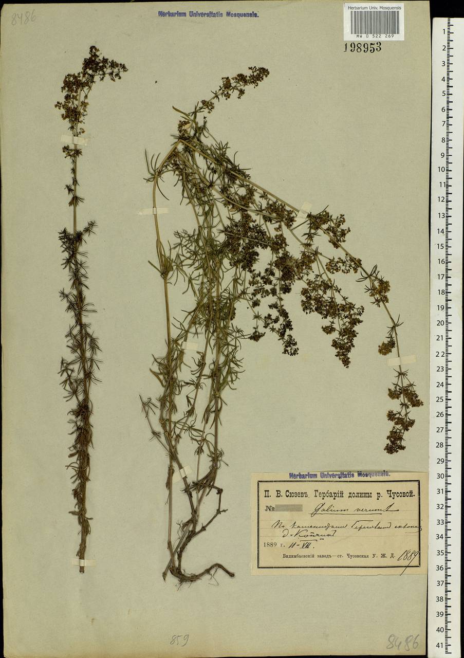 Galium verum L., Eastern Europe, Eastern region (E10) (Russia)