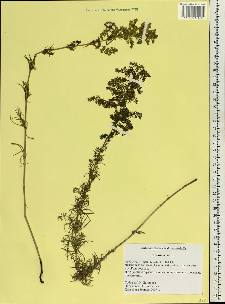 Galium verum L., Eastern Europe, Eastern region (E10) (Russia)