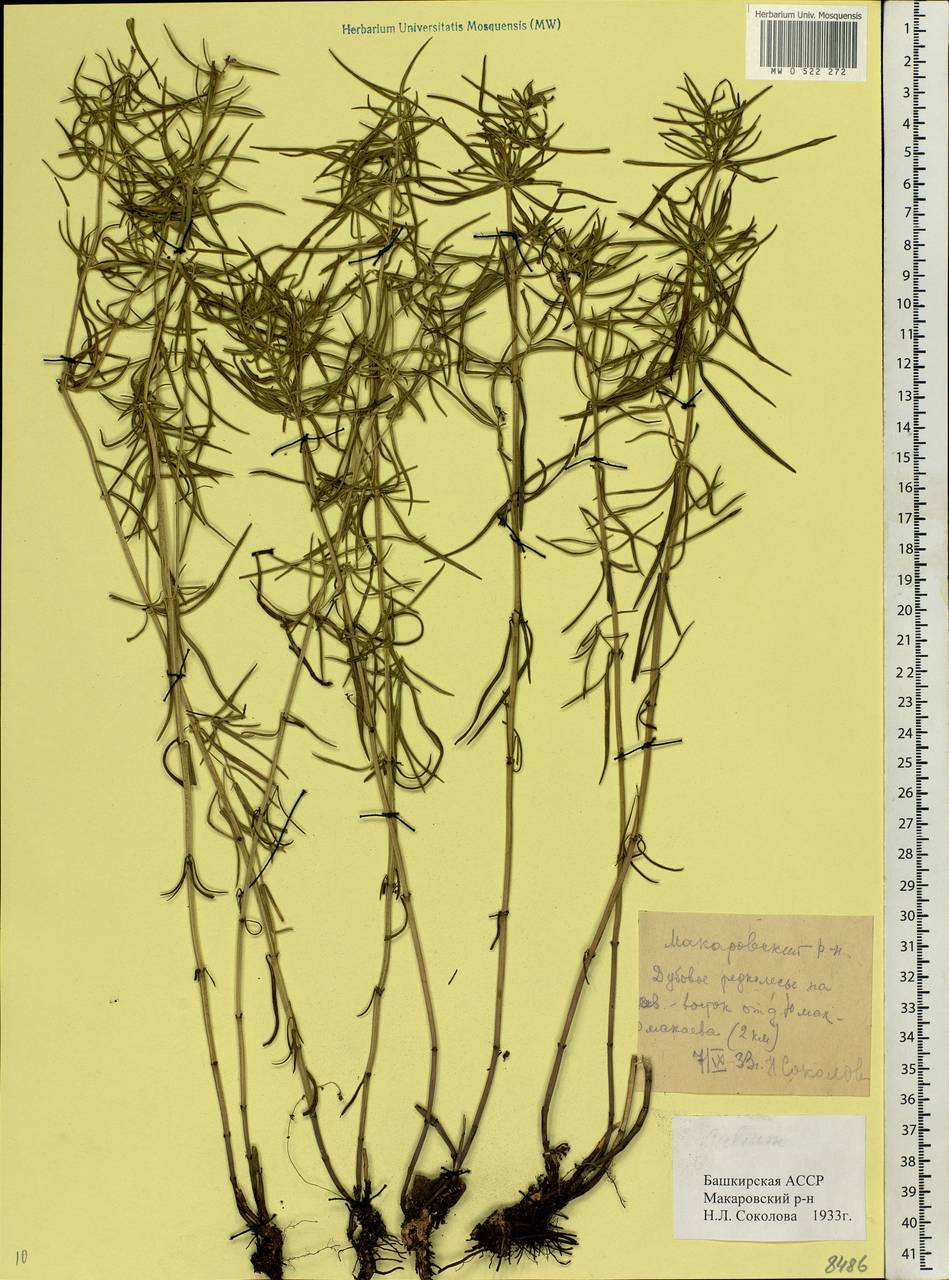 Galium verum L., Eastern Europe, Eastern region (E10) (Russia)