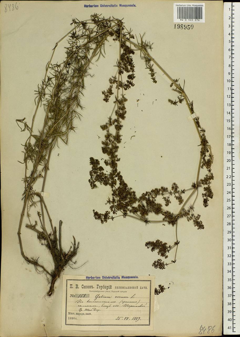 Galium verum L., Eastern Europe, Eastern region (E10) (Russia)