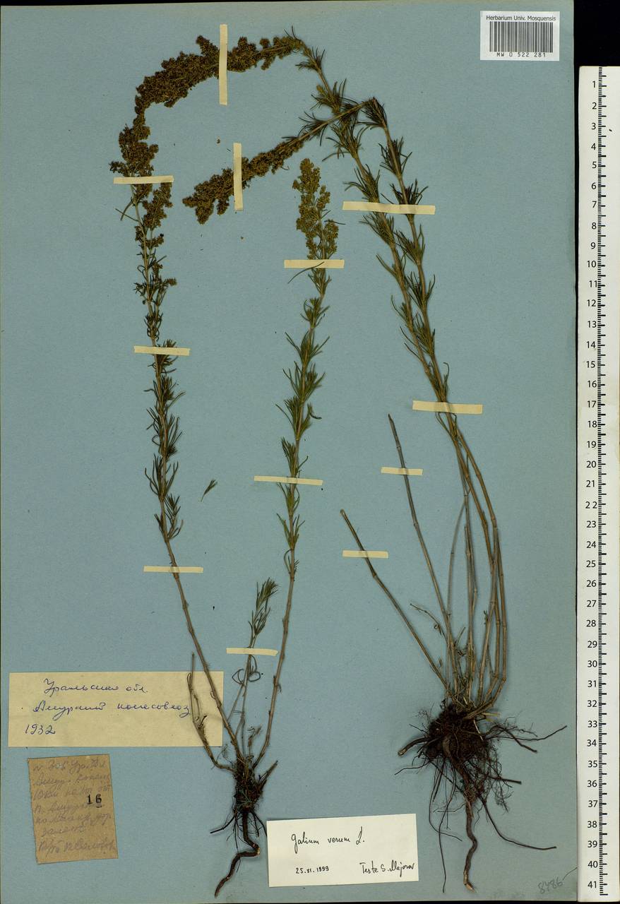 Galium verum L., Eastern Europe, Eastern region (E10) (Russia)