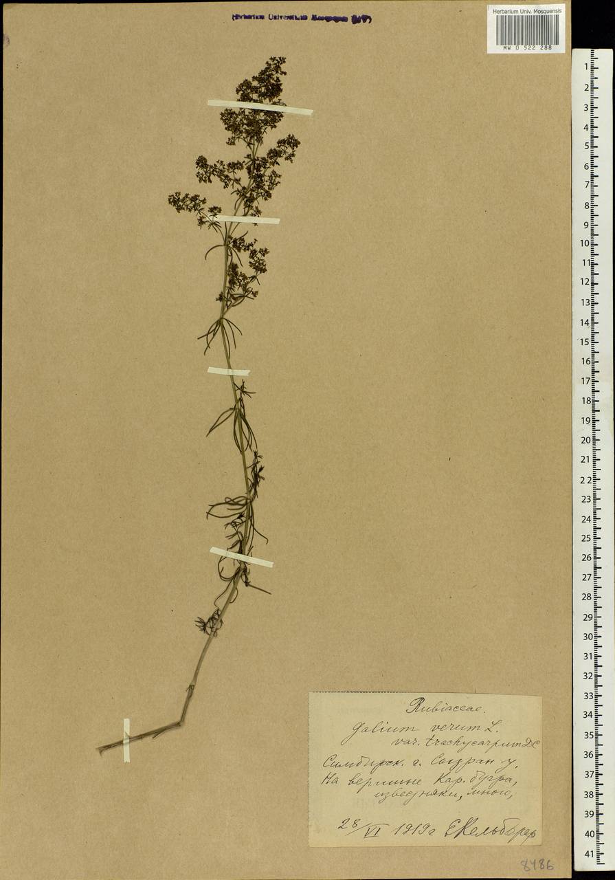 Galium verum L., Eastern Europe, Middle Volga region (E8) (Russia)