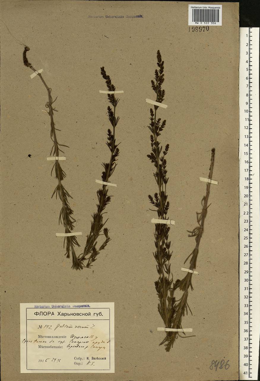 Galium verum L., Eastern Europe, South Ukrainian region (E12) (Ukraine)