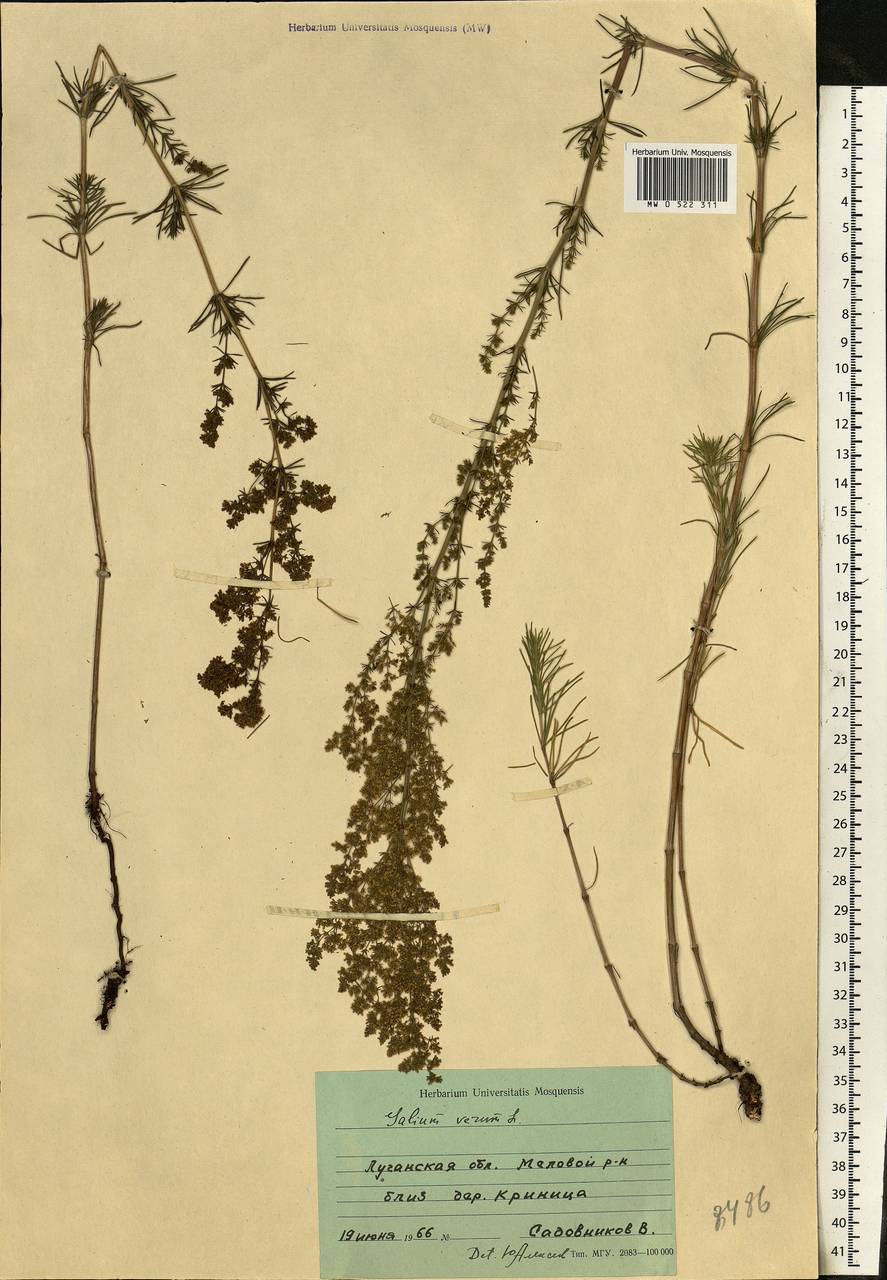 Galium verum L., Eastern Europe, North Ukrainian region (E11) (Ukraine)