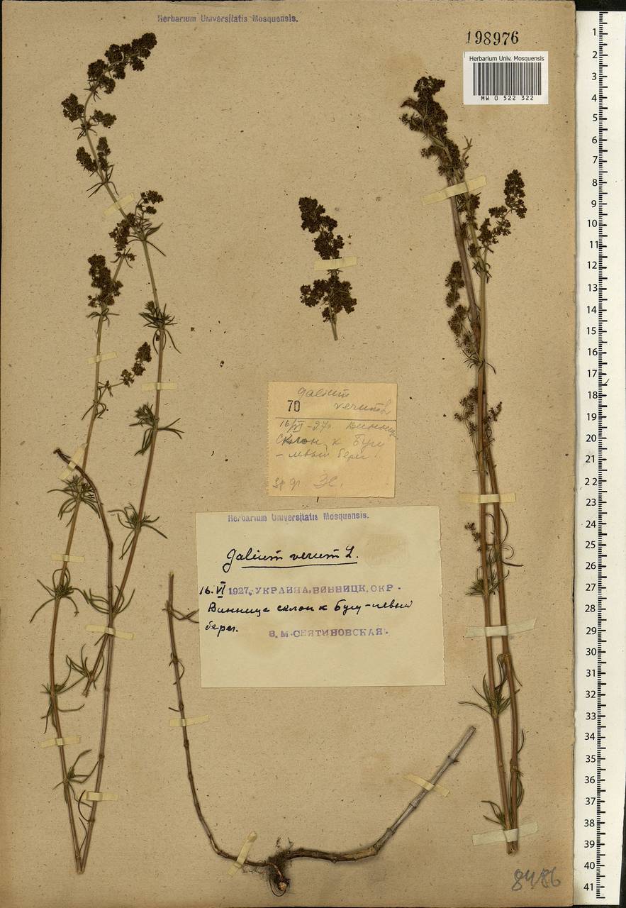 Galium verum L., Eastern Europe, South Ukrainian region (E12) (Ukraine)