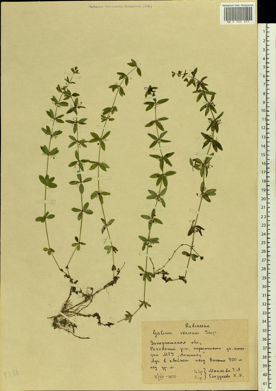 Cruciata glabra (L.) Opiz, Eastern Europe, West Ukrainian region (E13) (Ukraine)