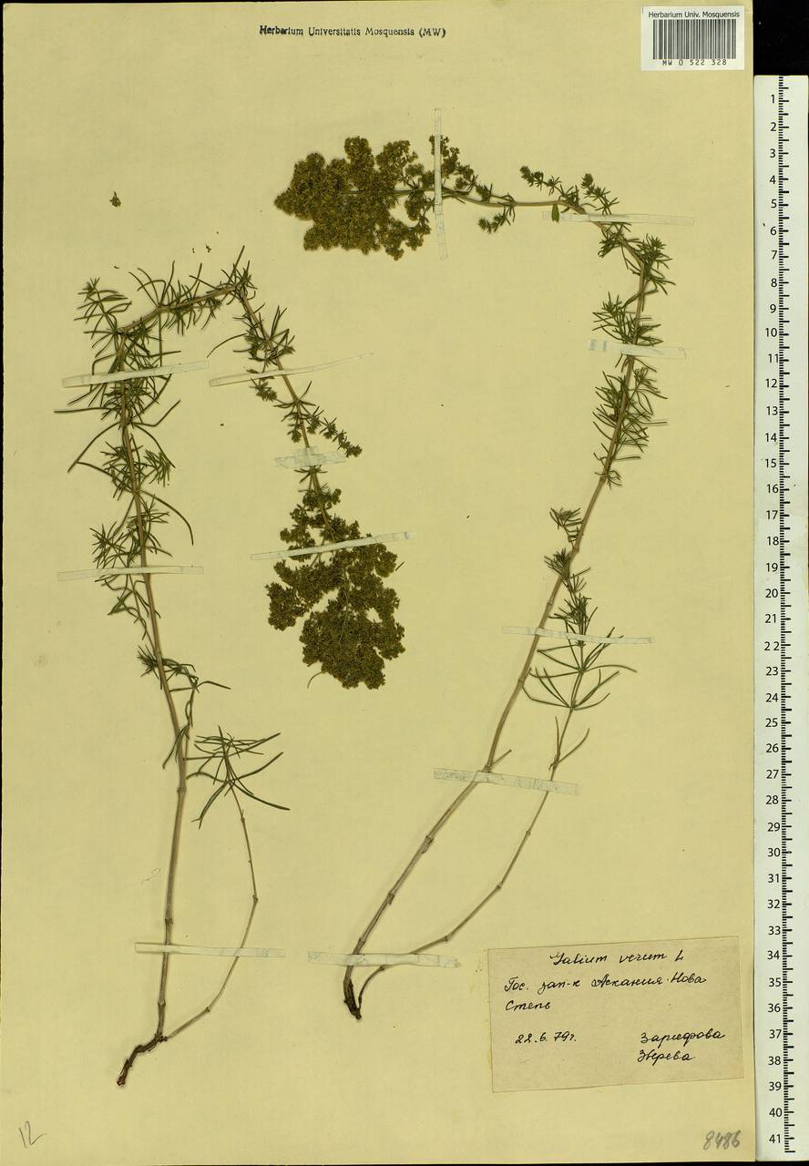Galium verum L., Eastern Europe, South Ukrainian region (E12) (Ukraine)