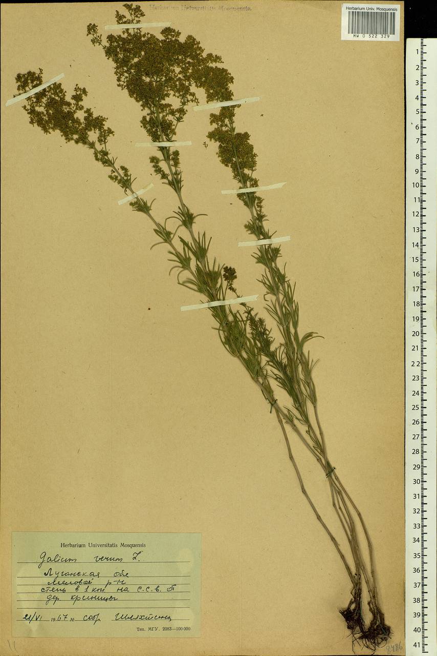 Galium verum L., Eastern Europe, North Ukrainian region (E11) (Ukraine)