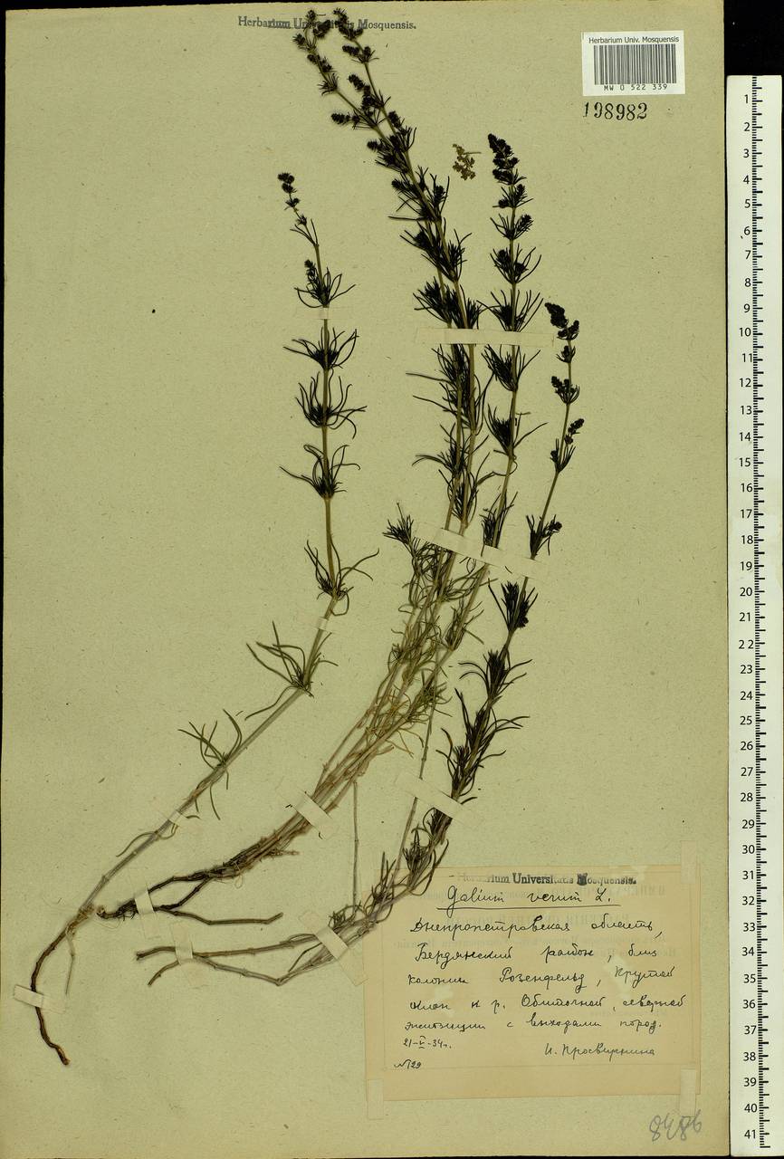 Galium verum L., Eastern Europe, South Ukrainian region (E12) (Ukraine)