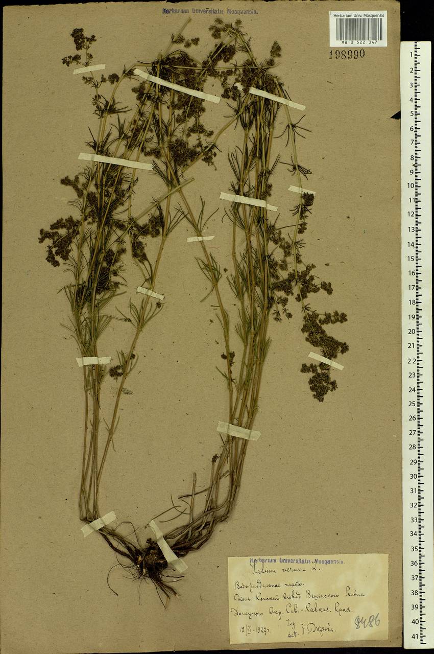 Galium verum L., Eastern Europe, Rostov Oblast (E12a) (Russia)