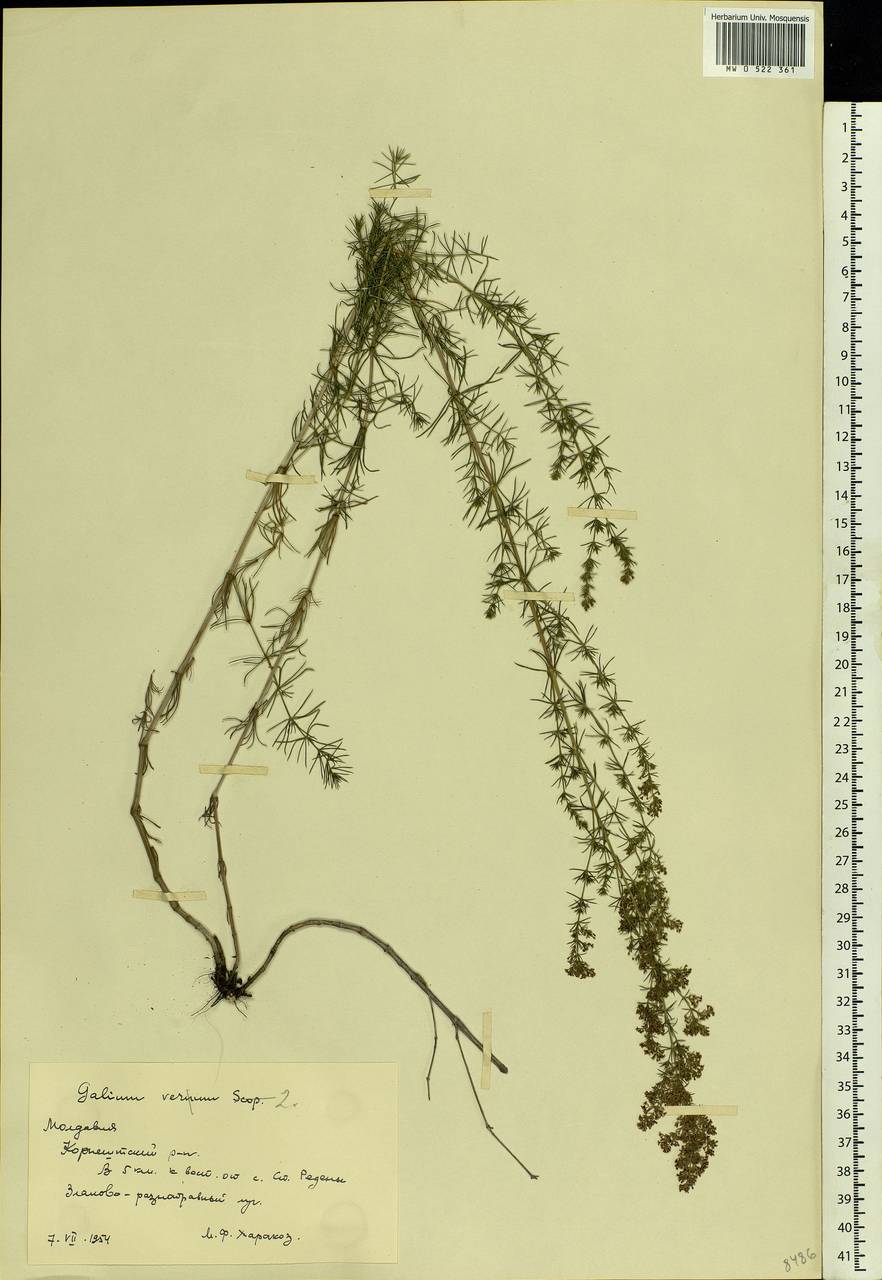 Galium verum L., Eastern Europe, Moldova (E13a) (Moldova)