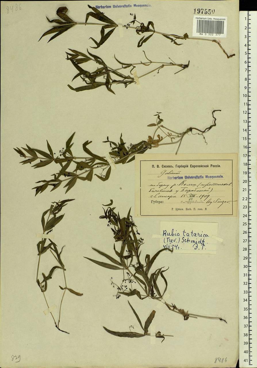 Rubia tatarica (Trevis.) F.Schmidt, Eastern Europe, Middle Volga region (E8) (Russia)