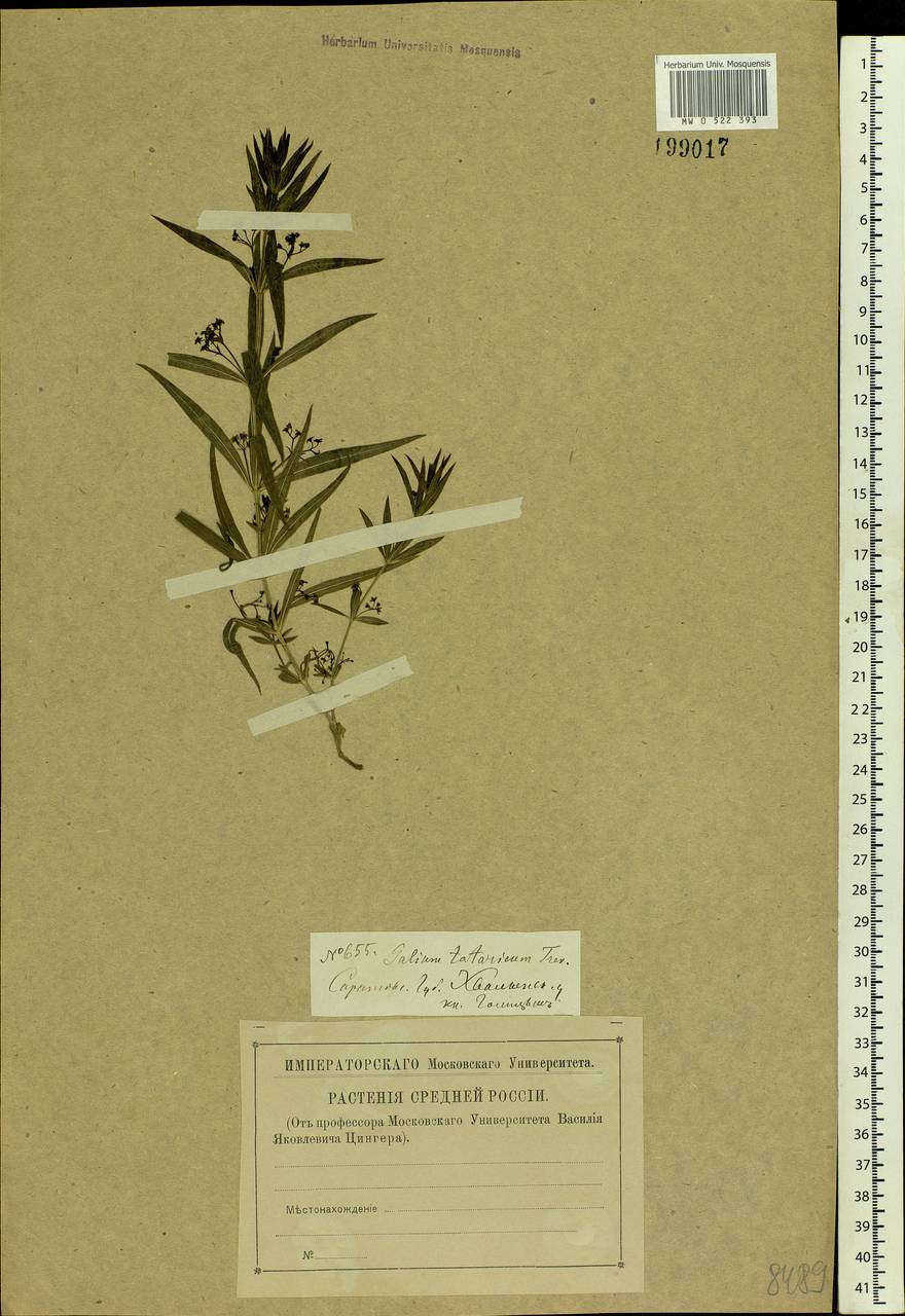 Rubia tatarica (Trevis.) F.Schmidt, Eastern Europe, Middle Volga region (E8) (Russia)