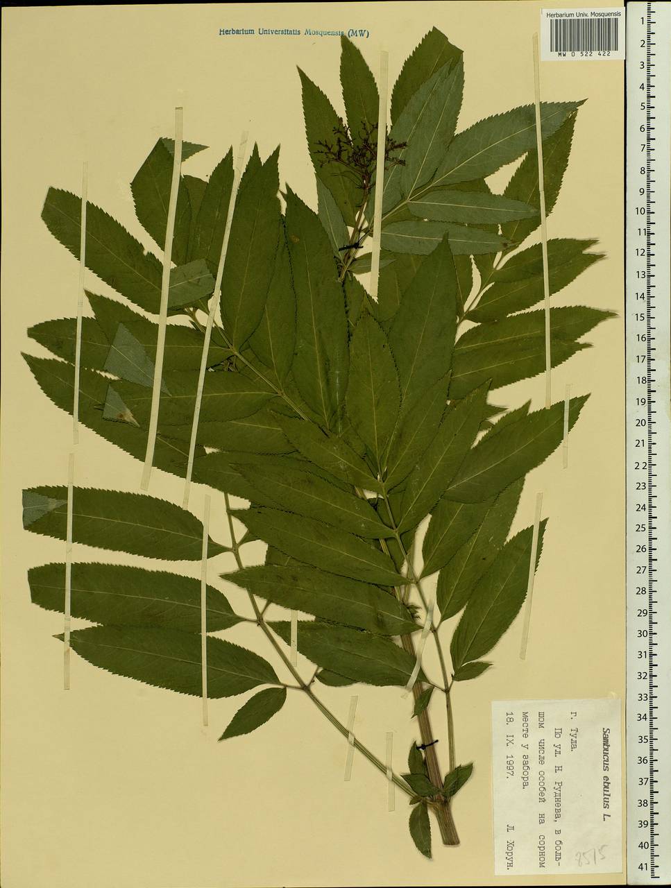 Sambucus ebulus L., Eastern Europe, Central region (E4) (Russia)