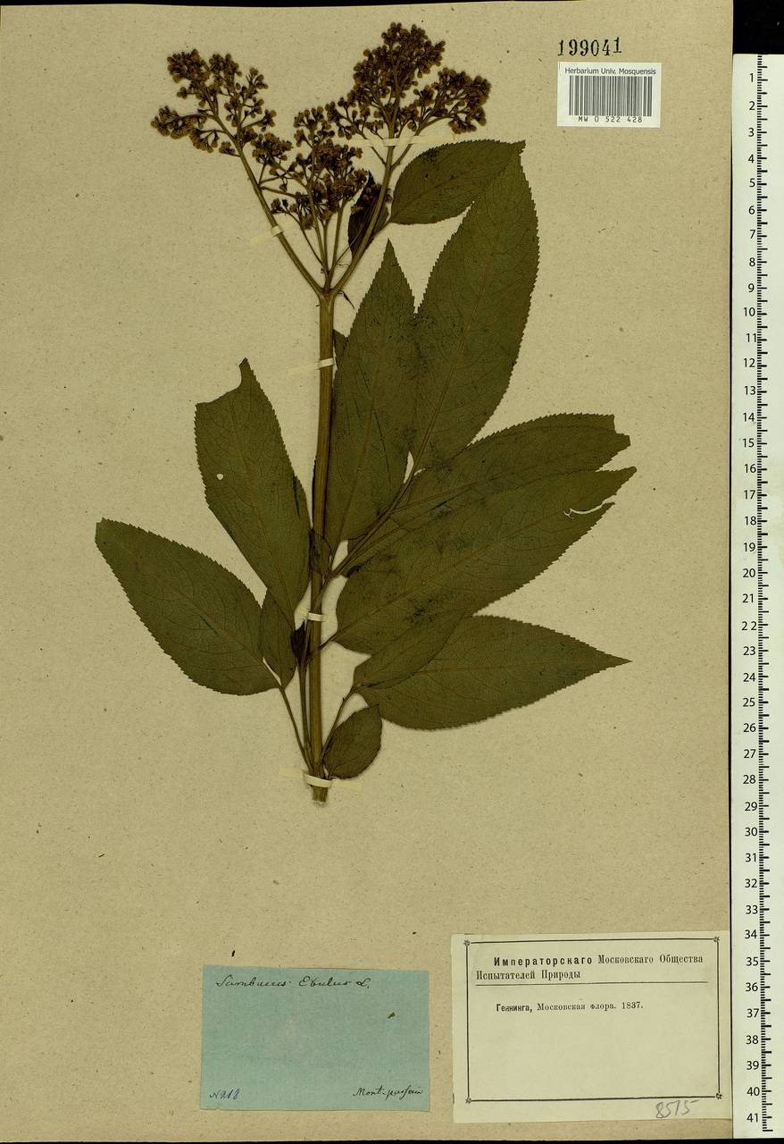 Sambucus ebulus L., Eastern Europe, Moscow region (E4a) (Russia)