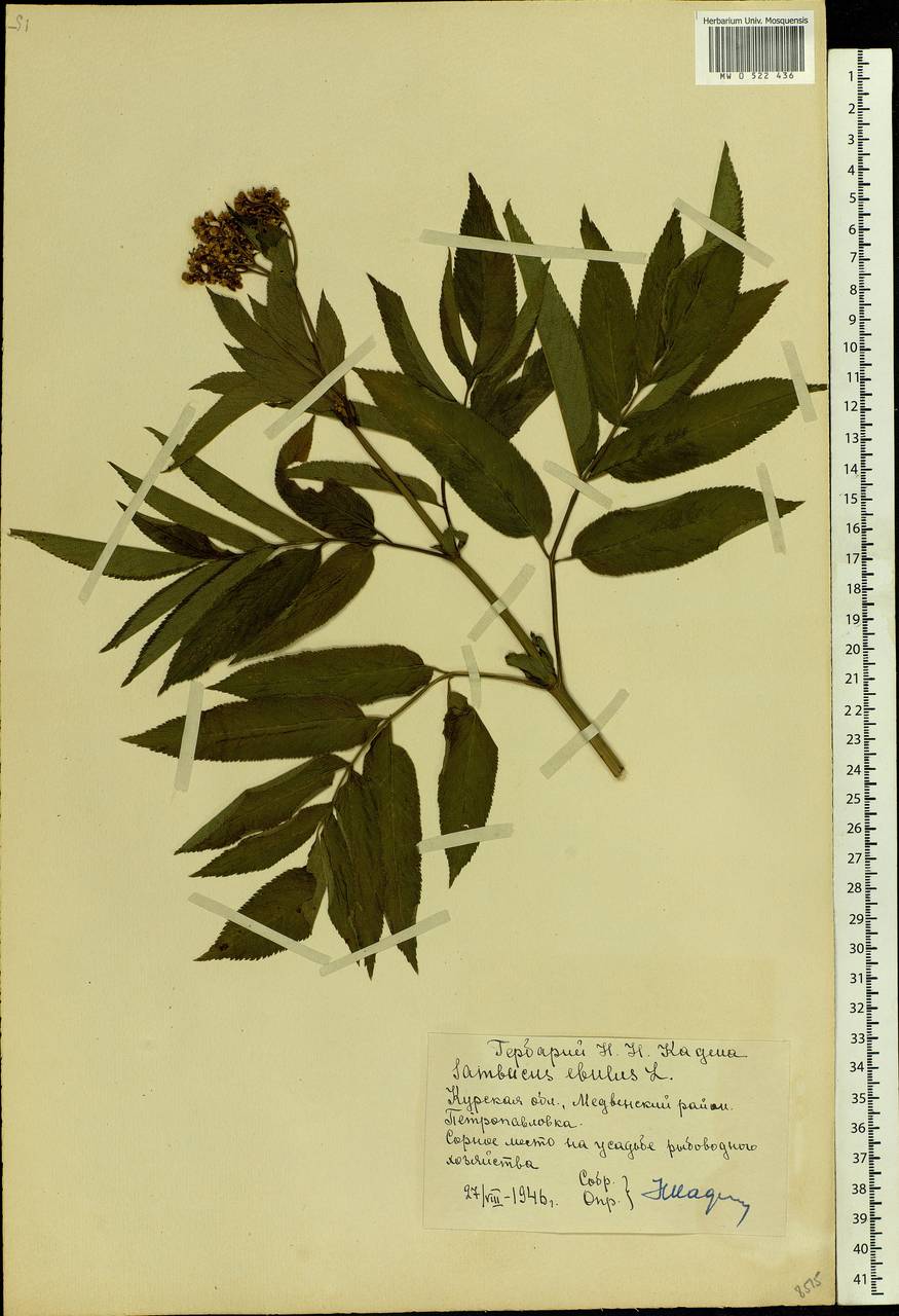 Sambucus ebulus L., Eastern Europe, Central forest-and-steppe region (E6) (Russia)