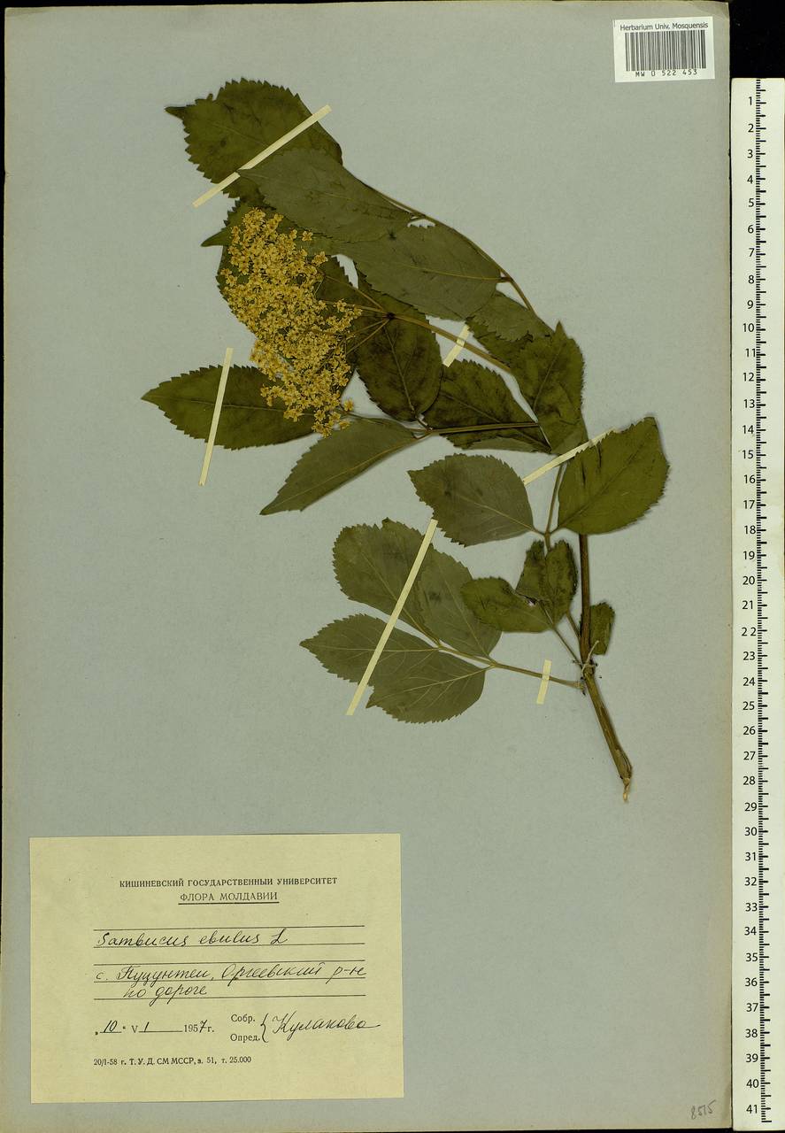 Sambucus ebulus L., Eastern Europe, Moldova (E13a) (Moldova)