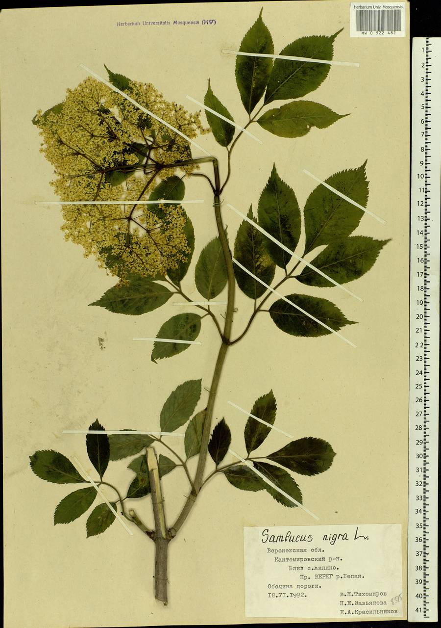 Sambucus nigra L., Eastern Europe, Central forest-and-steppe region (E6) (Russia)