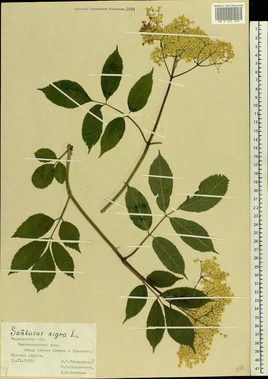 Sambucus nigra L., Eastern Europe, Central forest-and-steppe region (E6) (Russia)