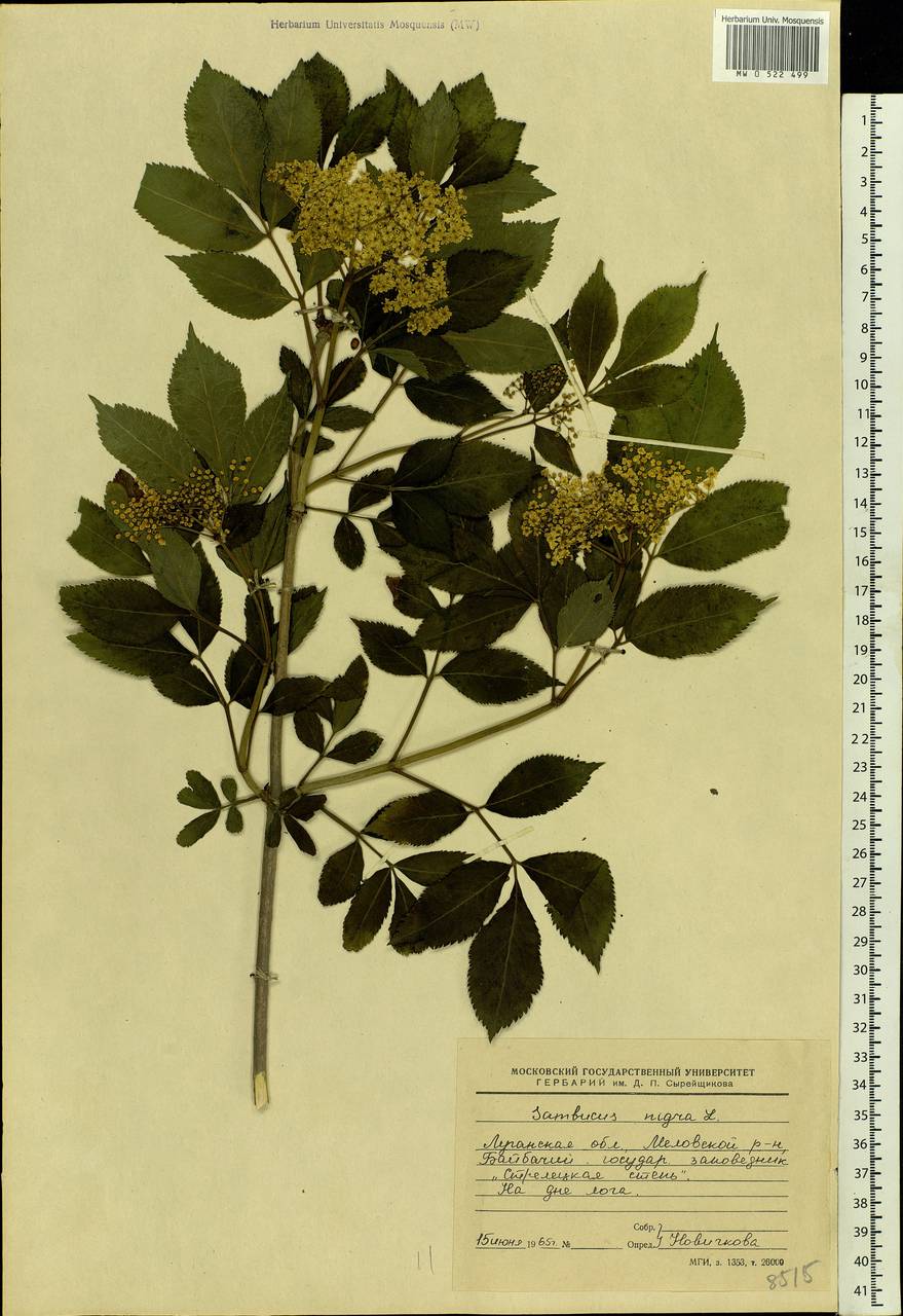 Sambucus nigra L., Eastern Europe, North Ukrainian region (E11) (Ukraine)