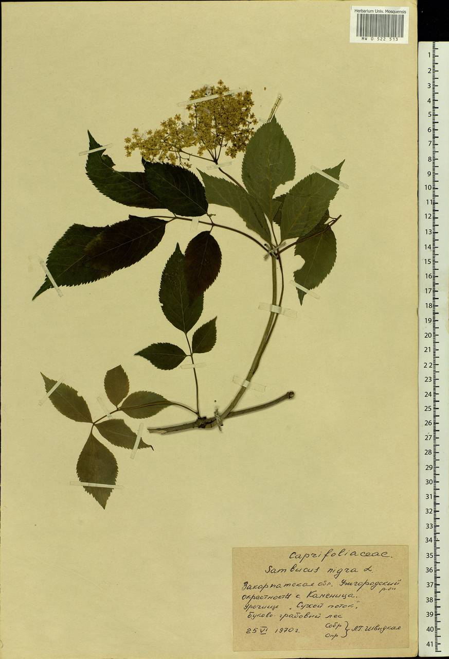 Sambucus nigra L., Eastern Europe, West Ukrainian region (E13) (Ukraine)