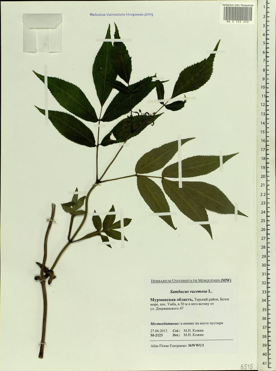 Sambucus racemosa L., Eastern Europe, Northern region (E1) (Russia)