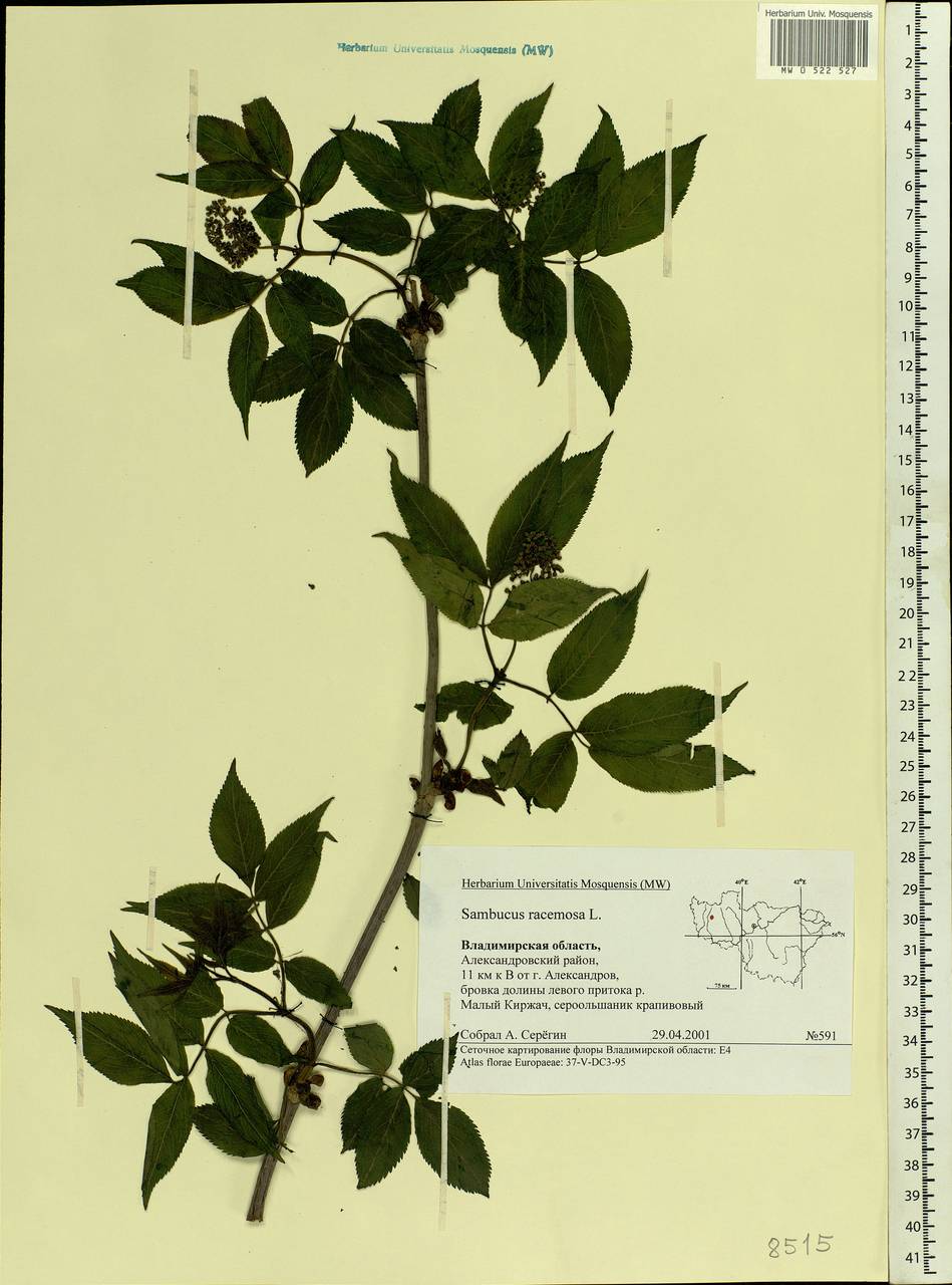 Sambucus racemosa L., Eastern Europe, Central region (E4) (Russia)