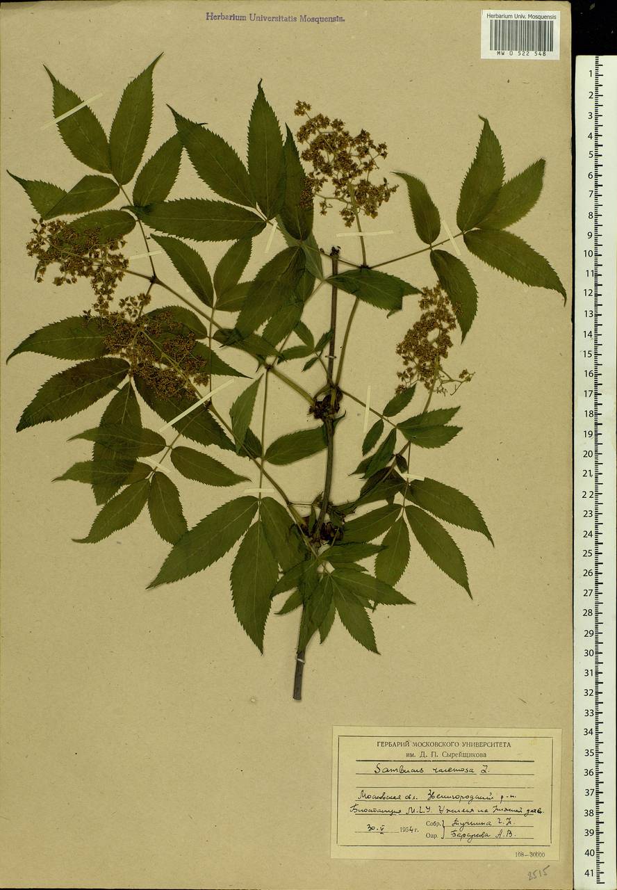 Sambucus racemosa L., Eastern Europe, Moscow region (E4a) (Russia)