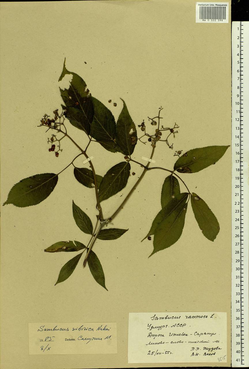 Sambucus racemosa L., Eastern Europe, Volga-Kama region (E7) (Russia)