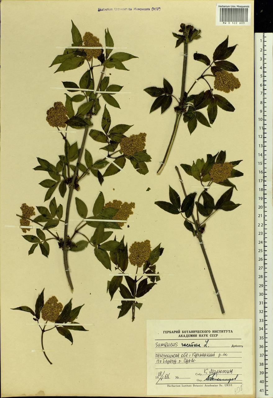 Sambucus racemosa L., Eastern Europe, Middle Volga region (E8) (Russia)