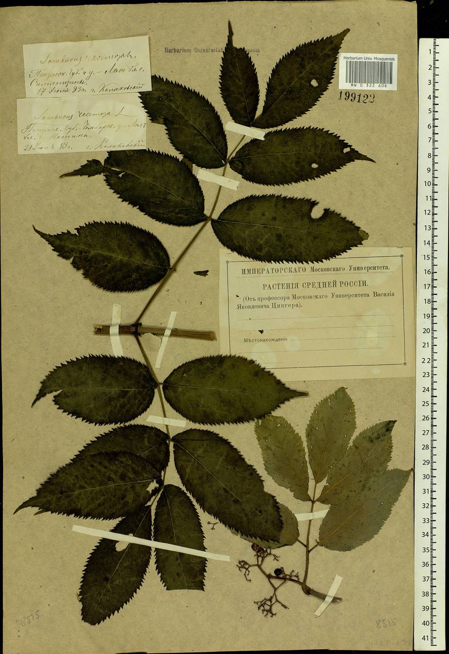 Sambucus racemosa L., Eastern Europe, Middle Volga region (E8) (Russia)