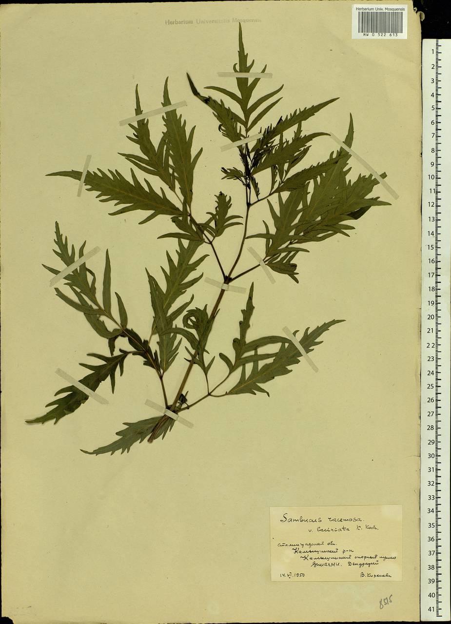 Sambucus racemosa L., Eastern Europe, Lower Volga region (E9) (Russia)
