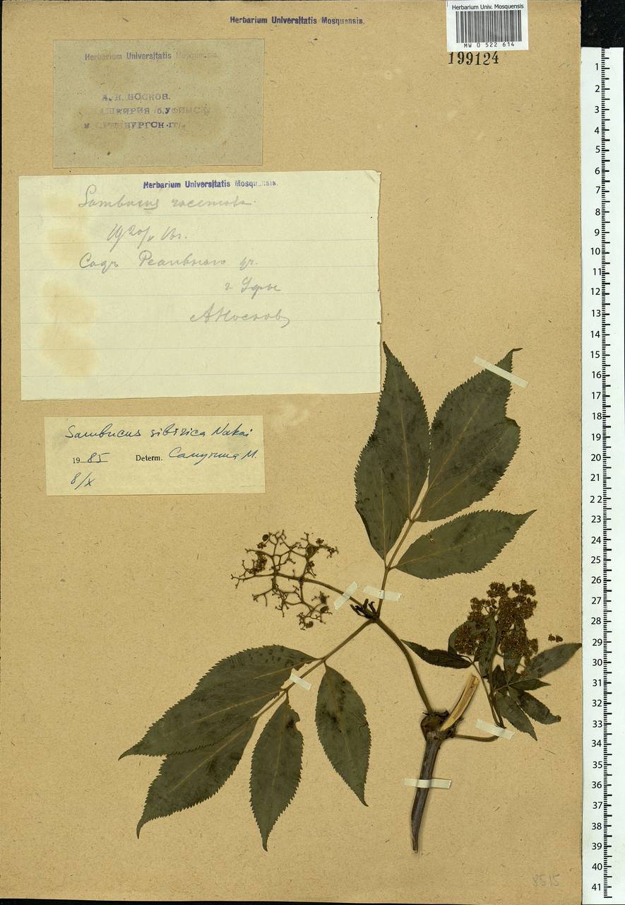 Sambucus racemosa L., Eastern Europe, Eastern region (E10) (Russia)